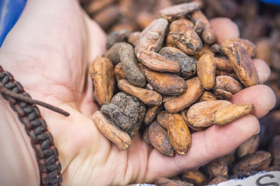 Habas de cacao